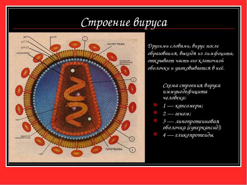 Строение вируса Схема строения вируса иммунодефицита человека: 1 — капсомеры;...