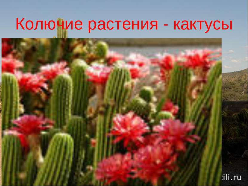 Колючие растения - кактусы