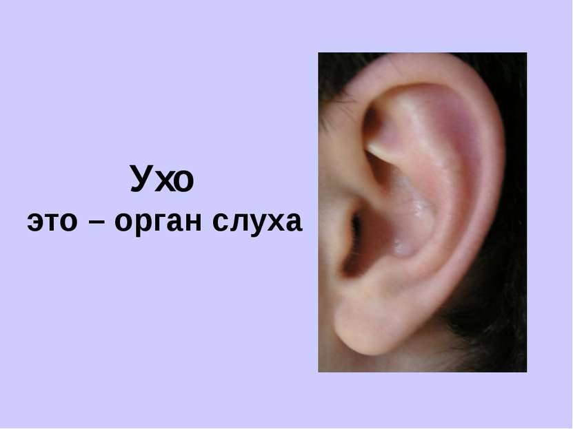 Ухо это – орган слуха