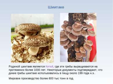 * Родиной шиитаке является Китай, где эти грибы выращиваются на протяжении бо...