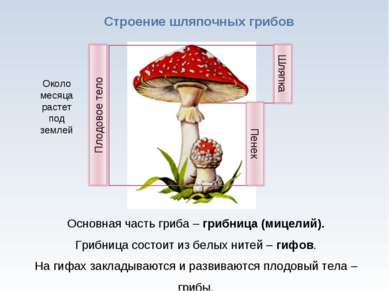 * Строение шляпочных грибов Основная часть гриба – грибница (мицелий). Грибни...