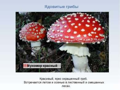 * Ядовитые грибы !!! Красивый, ярко окрашенный гриб. Встречается летом и осен...