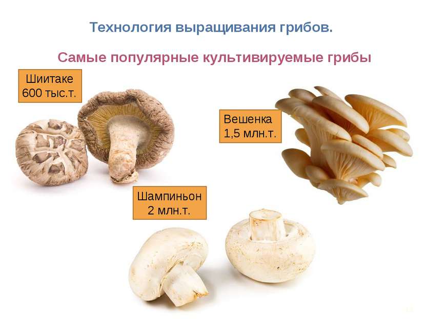 * Технология выращивания грибов. Самые популярные культивируемые грибы Вешенк...