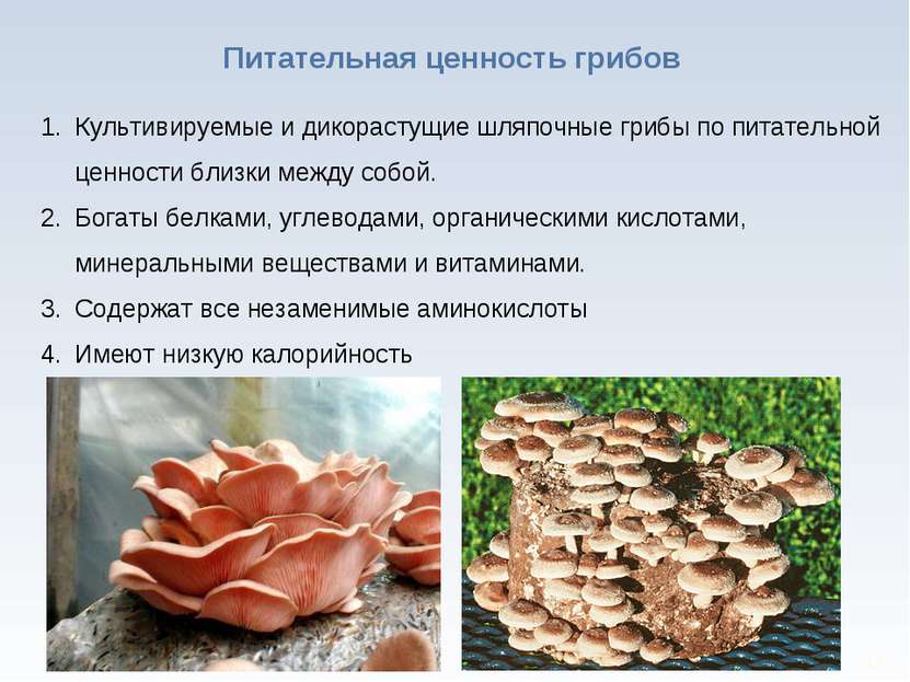* Питательная ценность грибов Культивируемые и дикорастущие шляпочные грибы п...