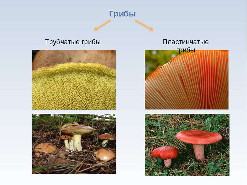 * Грибы Трубчатые грибы Пластинчатые грибы
