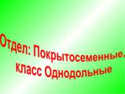 Отдел Покрытосеменные, класс Однодольные