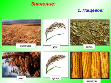 1. Пищевое: рис рожь просо овес кукуруза пшеница Значение: