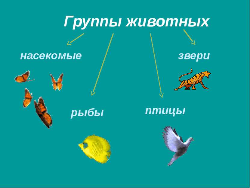Группы животных насекомые рыбы птицы звери