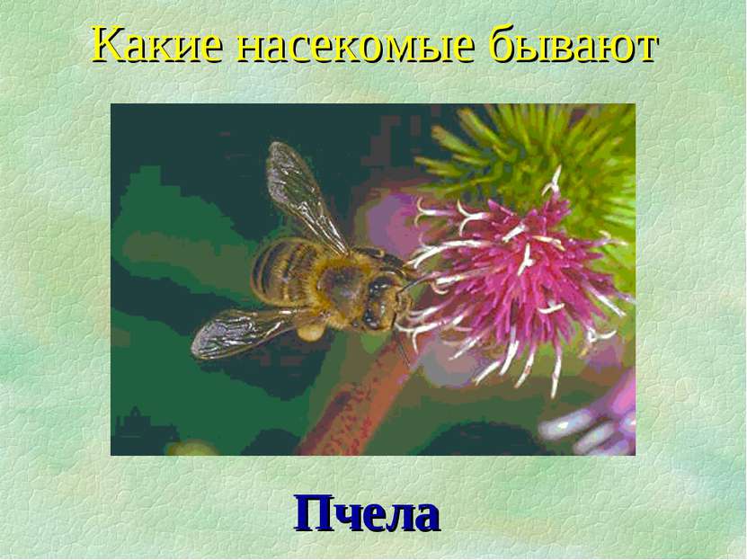Пчела Какие насекомые бывают