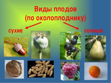 Виды плодов (по околоплоднику) сухие сочные