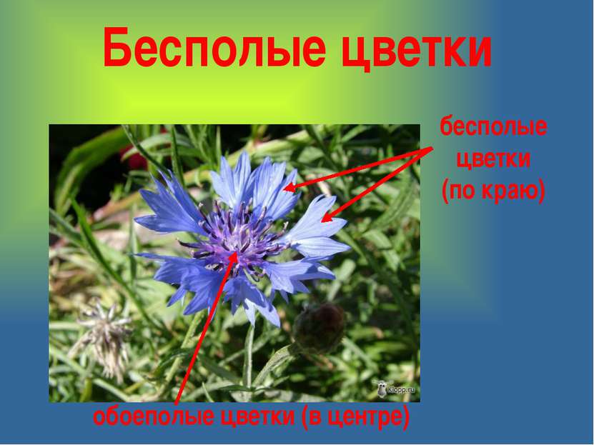 Бесполые цветки бесполые цветки (по краю) обоеполые цветки (в центре)