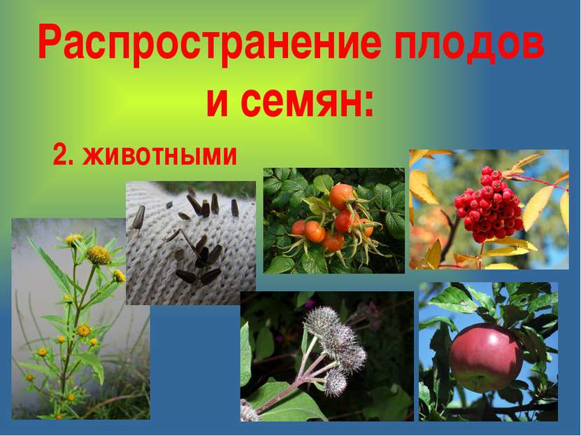 Распространение плодов и семян: 2. животными