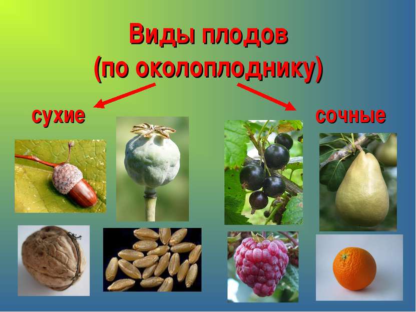 Виды плодов (по околоплоднику) сухие сочные