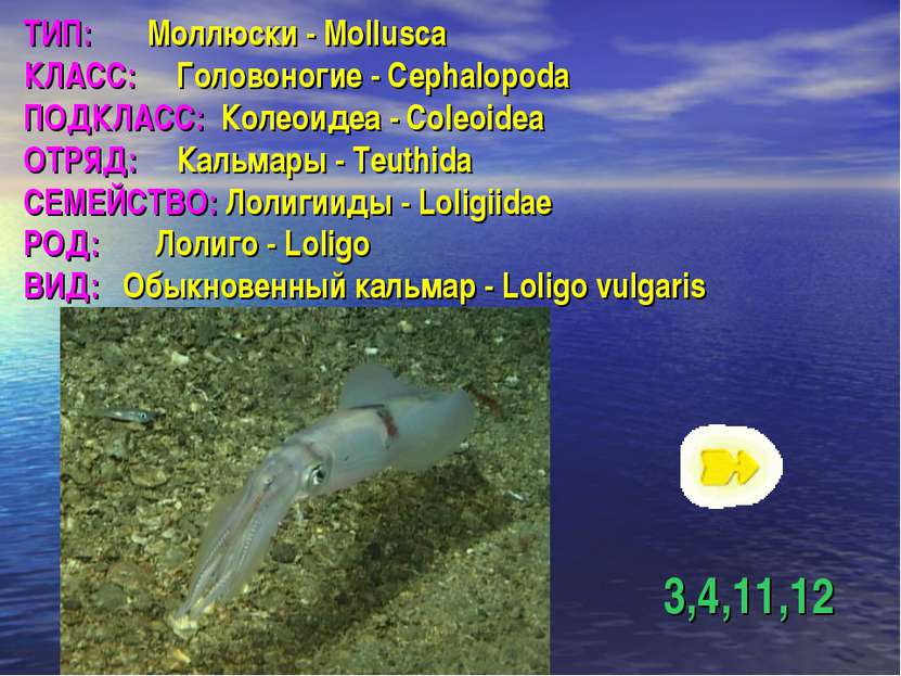 ТИП: Моллюски - Mollusca КЛАСС: Головоногие - Cephalopoda ПОДКЛАСС: Колеоидеа...