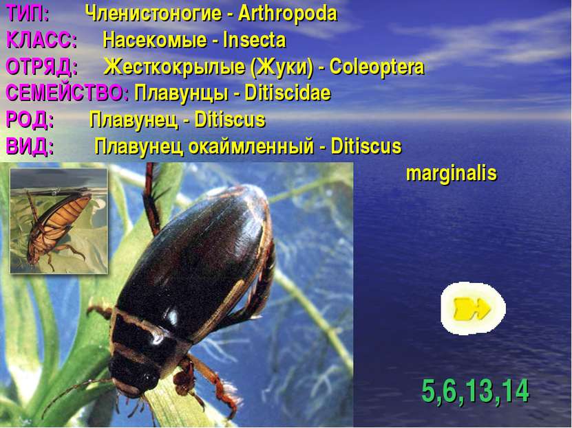ТИП: Членистоногие - Arthropoda КЛАСС: Насекомые - Insecta ОТРЯД: Жесткокрылы...