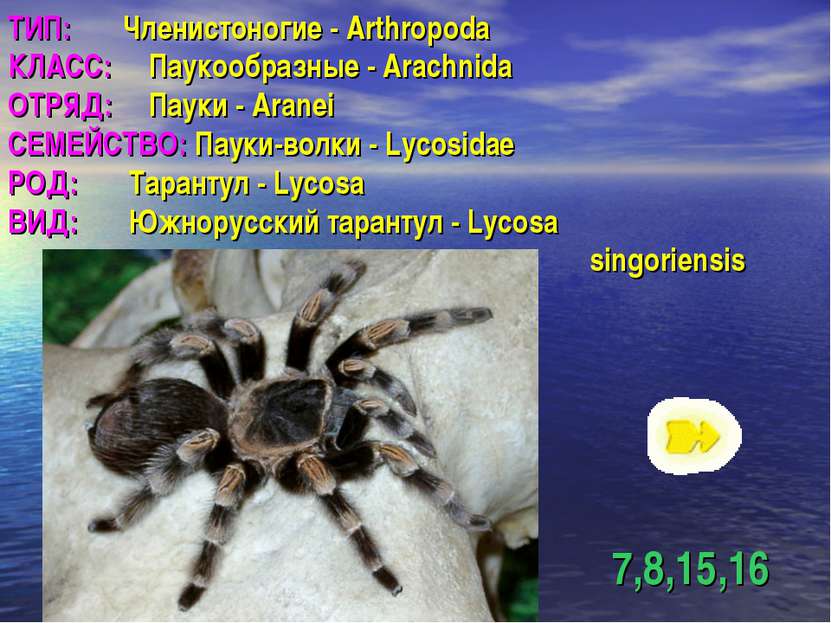 ТИП: Членистоногие - Arthropoda КЛАСС: Паукообразные - Arachnida ОТРЯД: Пауки...