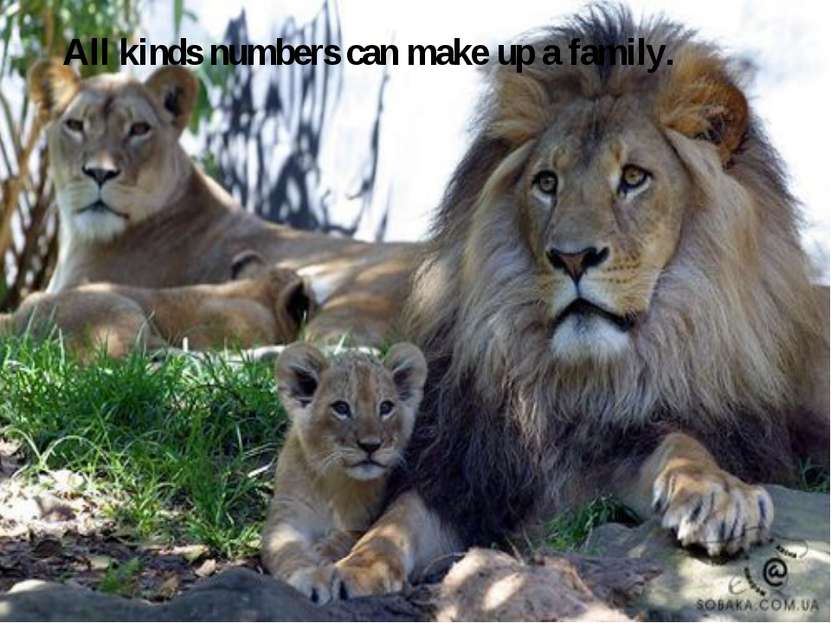 All kinds numbers can make up a family.