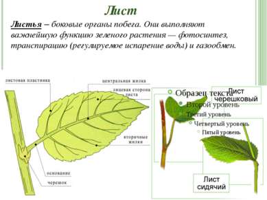 Лист Листья – боковые органы побега. Они выполняют важнейшую функцию зеленого...