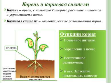 Корень и корневая система Корень – орган, с помощью которого растение питаетс...