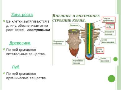 Зона роста Её клетки вытягиваются в длину, обеспечивая этим рост корня - геот...