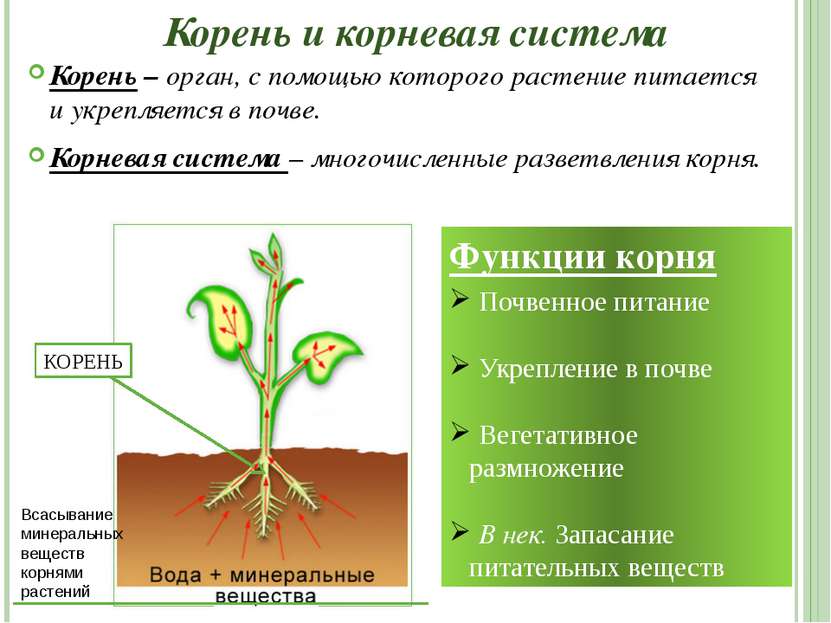 Корень и корневая система Корень – орган, с помощью которого растение питаетс...