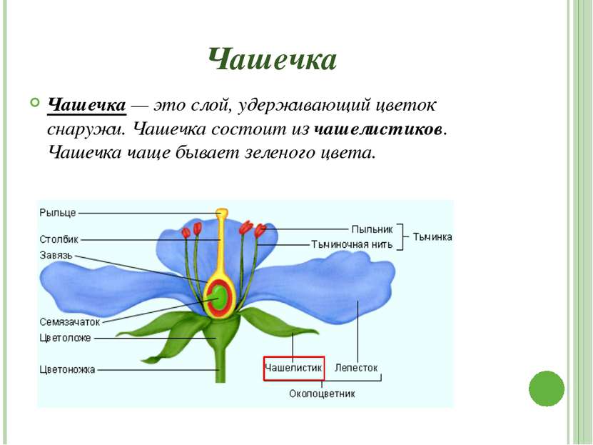 Пестик Пестик — располагается в середине (или центре) цветка. Он состоит из т...
