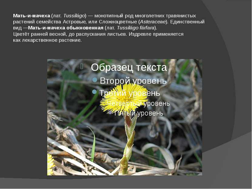 Мать-и-мачеха (лат. Tussilágo) — монотипный род многолетних травянистых расте...