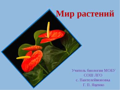 Мир растений Учитель биологии МОБУ СОШ ЛГО с. Пантелеймоновка Г. П. Яценко