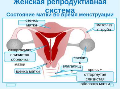 Женская репродуктивная система Состояние матки во время менструации стенка ма...