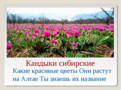 Какие красивые цветы Они растут на Алтае Ты знаешь их название Кандыки сибирские