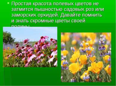 Простая красота полевых цветов не затмится пышностью садовых роз или заморски...