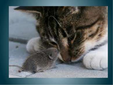 Кошка и мышка Мышка кошку угостила. Кошка мышь не проглотила. Почему не прогл...