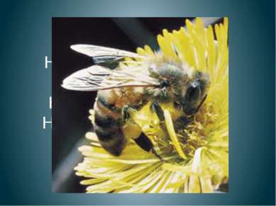 Пчела На цветке сидит пчела, До чего она мала. Набирает сладкий сок Наша пчёл...