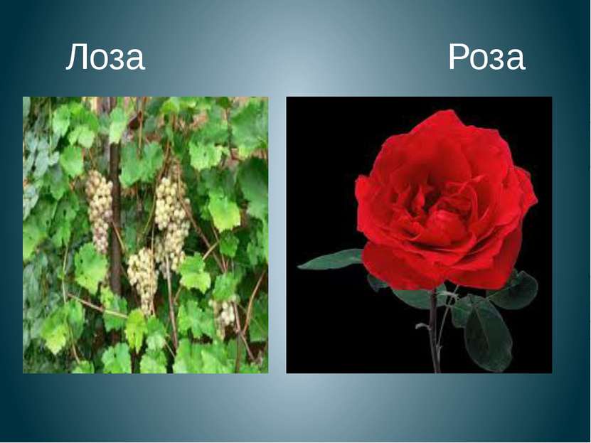 Лоза Роза