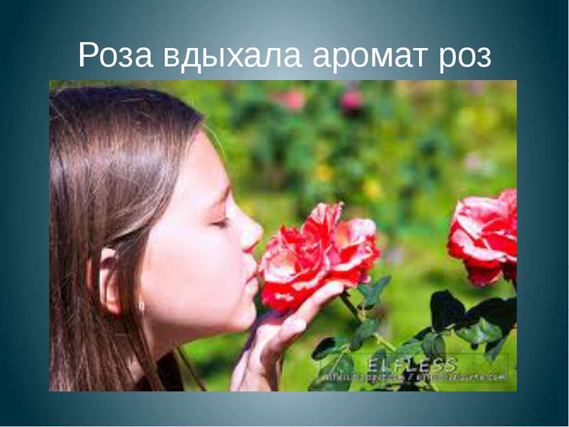Роза вдыхала аромат роз