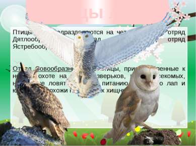 Птицы леса Птицы леса подразделяются на четыре отряда: отряд Дятлообразные, о...