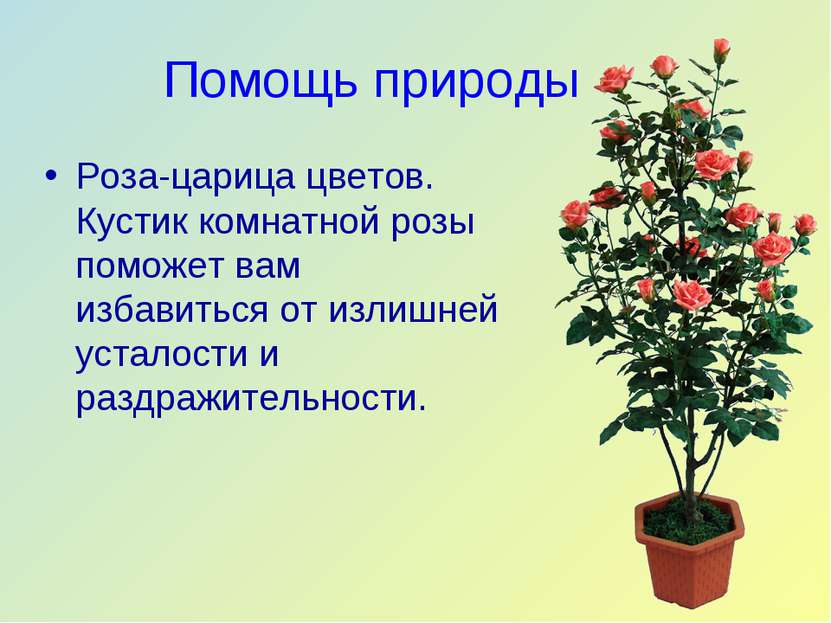 Помощь природы Роза-царица цветов. Кустик комнатной розы поможет вам избавить...
