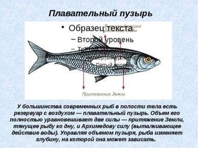 У большинства современных рыб в полости тела есть резервуар с воздухом — плав...