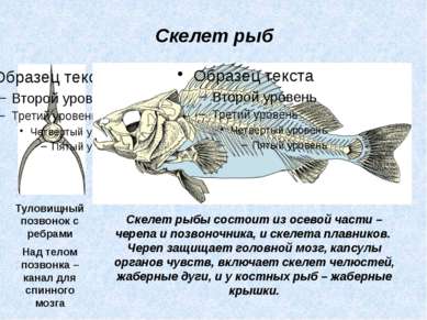Скелет рыбы состоит из осевой части – черепа и позвоночника, и скелета плавни...