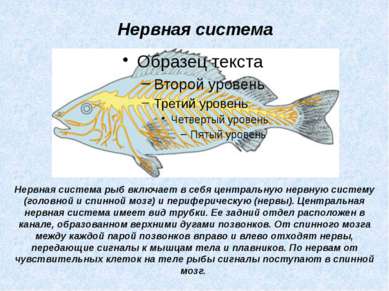Нервная система рыб включает в себя центральную нервную систему (головной и с...