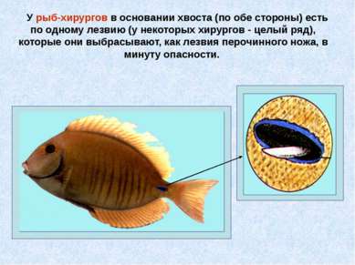 У рыб-хирургов в основании хвоста (по обе стороны) есть по одному лезвию (у н...