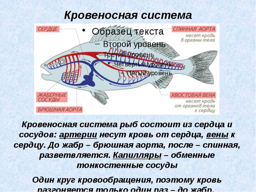 Кровеносная система рыб состоит из сердца и сосудов: артерии несут кровь от с...