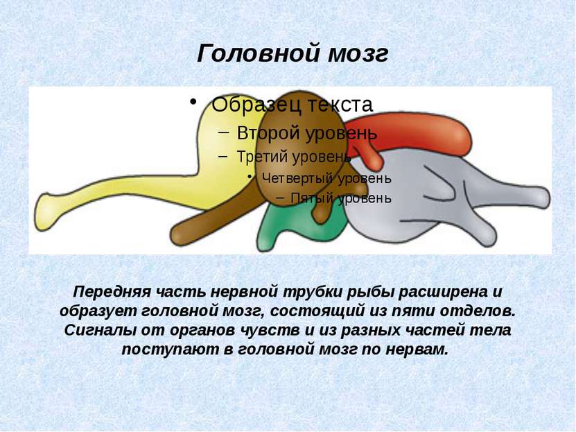 Передняя часть нервной трубки рыбы расширена и образует головной мозг, состоя...