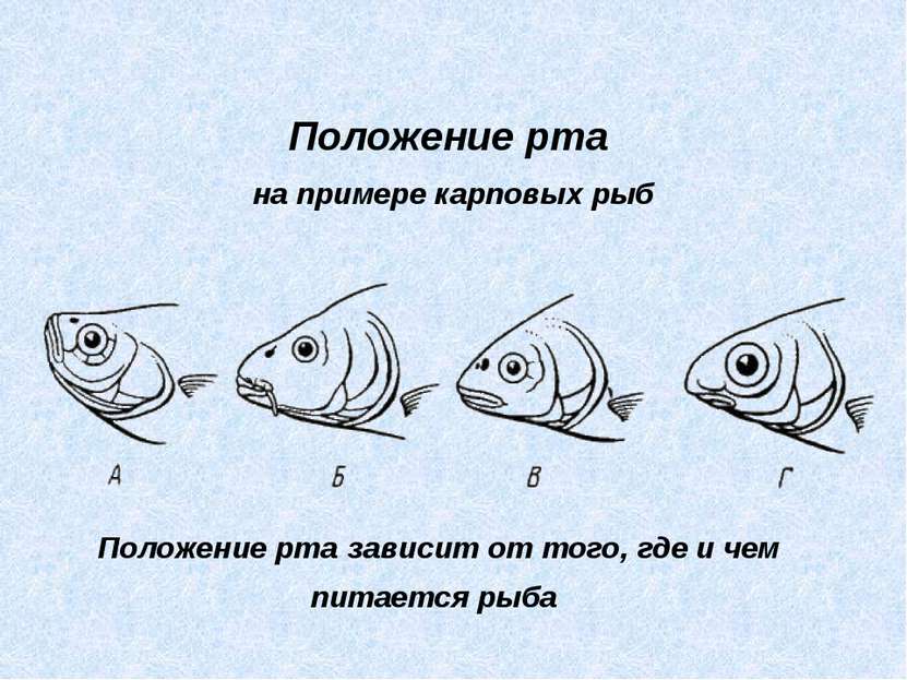 Положение рта на примере карповых рыб Положение рта зависит от того, где и че...