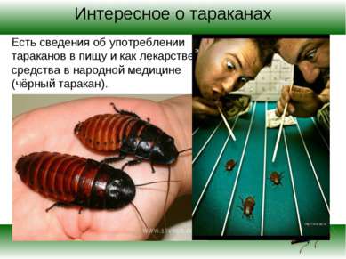 Интересное о тараканах Есть сведения об употреблении тараканов в пищу и как л...