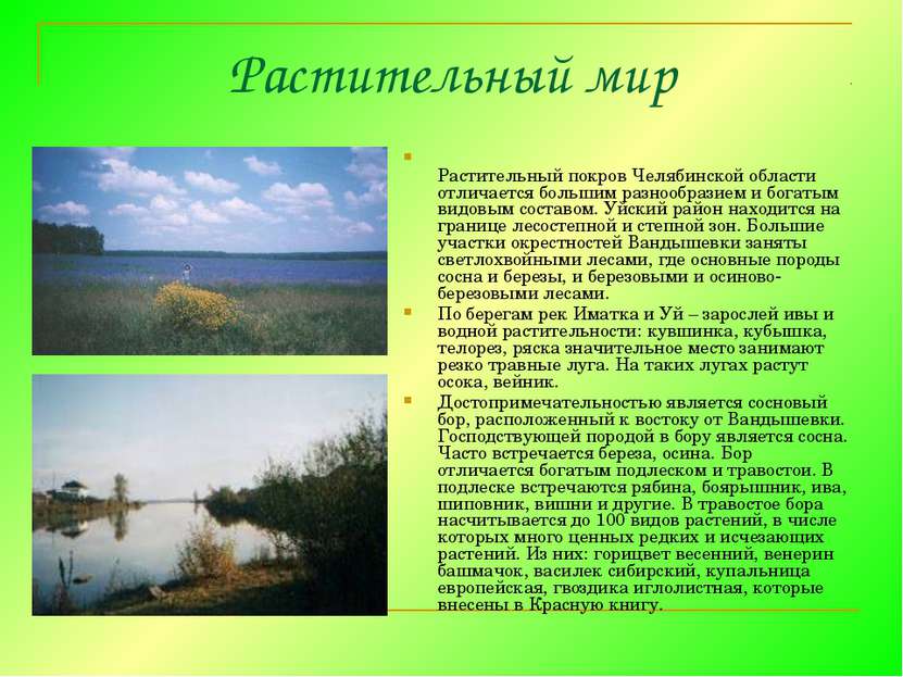Растительный мир Растительный покров Челябинской области отличается большим р...