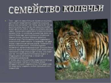 Тигр – один из самых больших наземных хищников, крупнейший представитель семе...