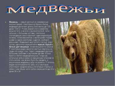 Медведь — самый крупный из современных хищных зверей. Некоторые из бурых и бе...