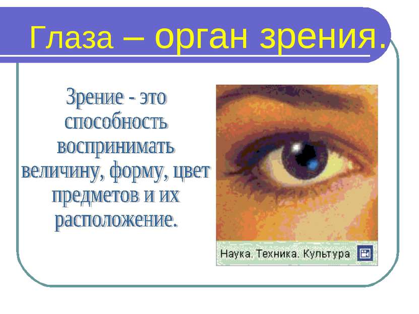 Глаза – орган зрения.