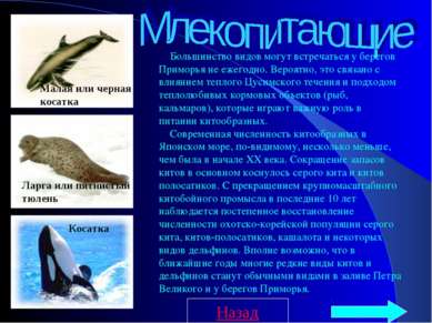     Большинство видов могут встречаться у берегов Приморья не ежегодно. Вероя...